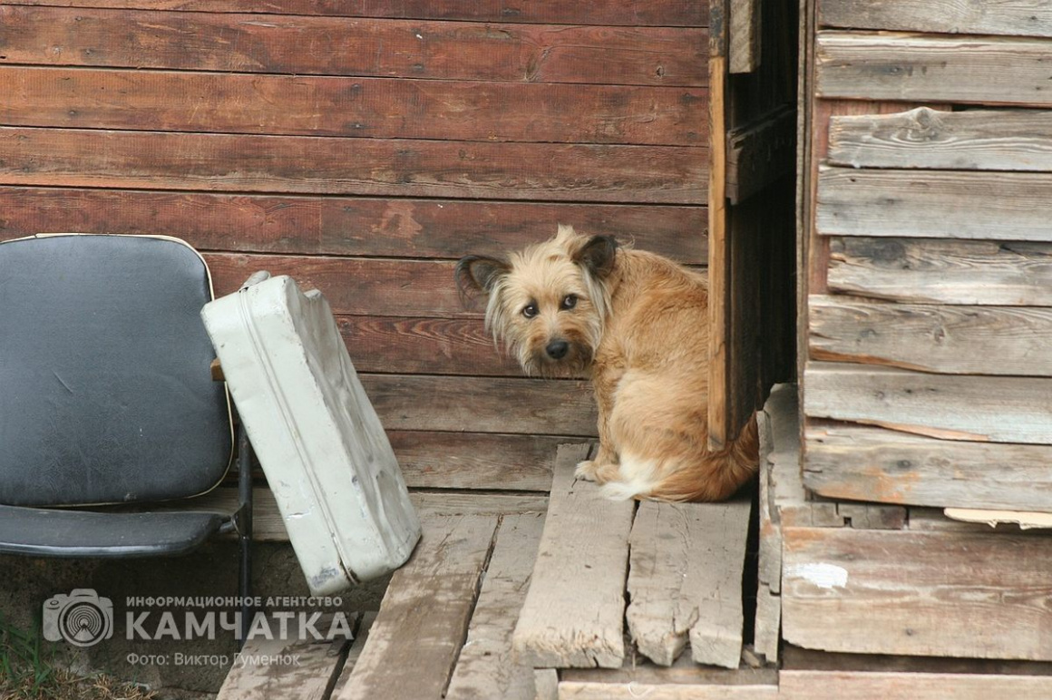 Тридцатого ноября — Всемирный день домашних животных  (фотоподборка камчатских питомцев). Фото: Виктор Гуменюк. Фотография 4