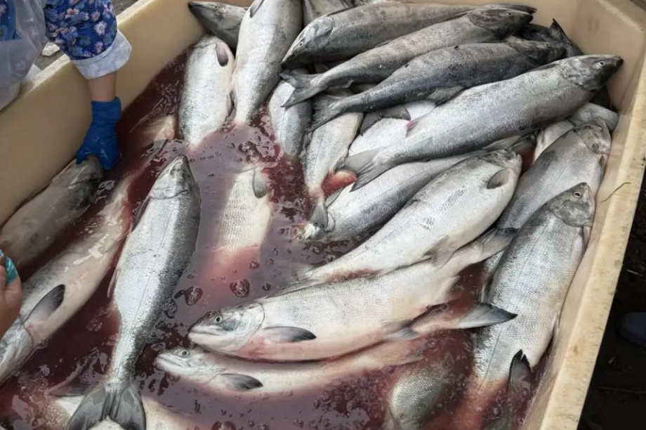 Рыбаки Камчатки бесплатно раздали 10 тонн лосося нуждающимся. Ассоциация "Река Большая". Фотография 3