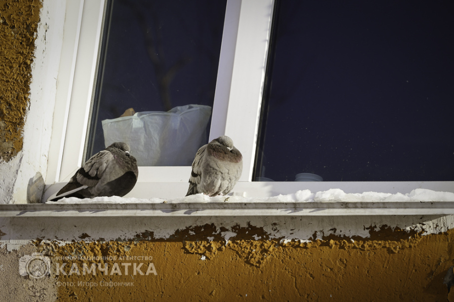 Коммунальные службы Камчатки продолжают бороться со снежными завалами (фоторепортаж). . Фотография 13
