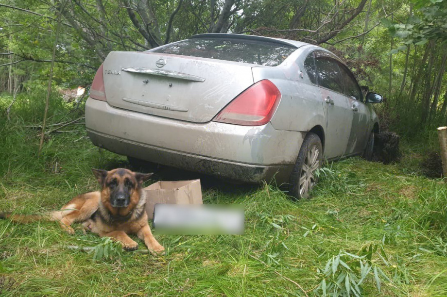 Ищейка Легион помогла камчатским полицейским найти угонщика авто. Фото: УМВД России по Камчатскому краю. Фотография 2