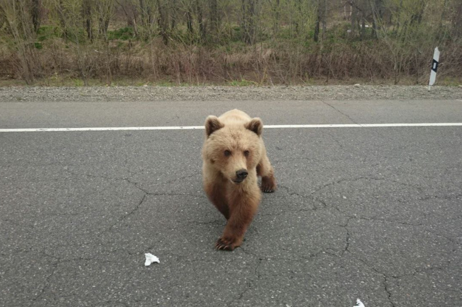 Медведицу и забежавшего на детскую площадку медвежонка отстрелили на Камчатке. Фото: ИА "Камчатка"/архив