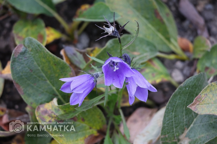 День вулкана на Камчатке собрал почти 2000 восходителей. фото: Виктор Гуменюк. Фотография 2