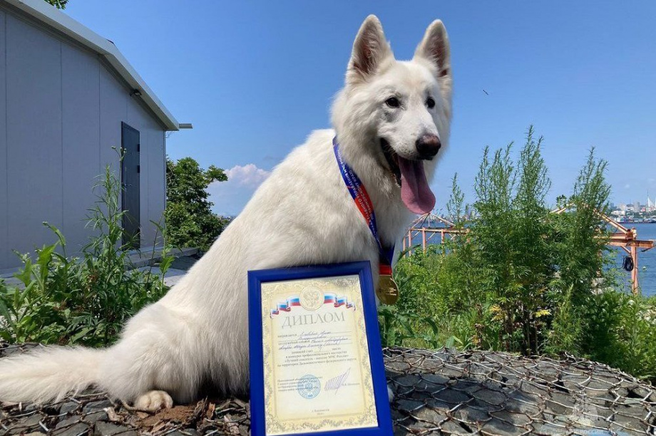 Кинолог Анна Ечевская и белая швейцарская овчарка Лёлик снова стали лучшими в ДФО. Фото: t.me/mchskam41. Фотография 2