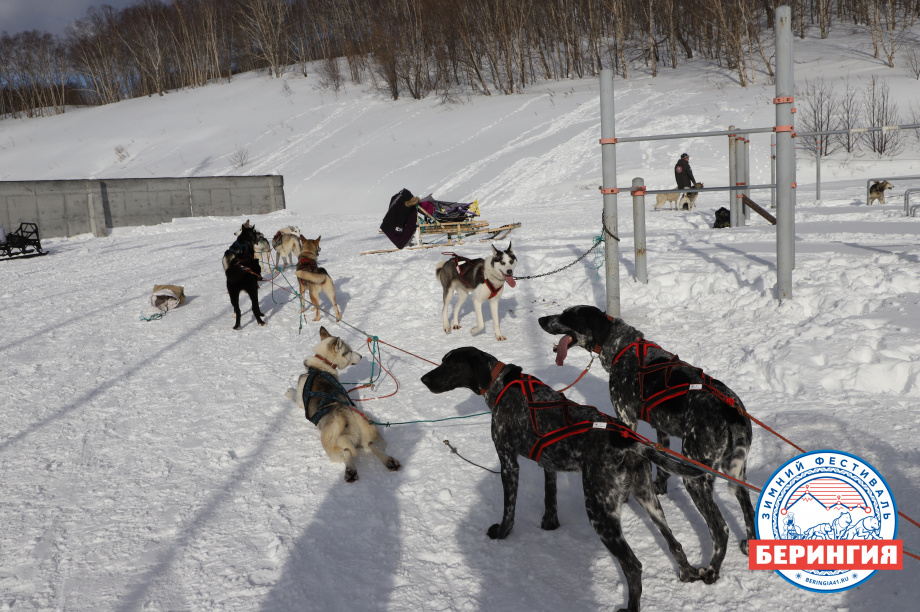 «Берингия-2021». Фото: Виктор Гуменюк. Фотография 110