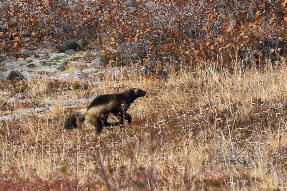 На Камчатке ученые искали оленей, а встретили лишь росомаху с медведями. Фото: Е.Волкова. Фотография 1