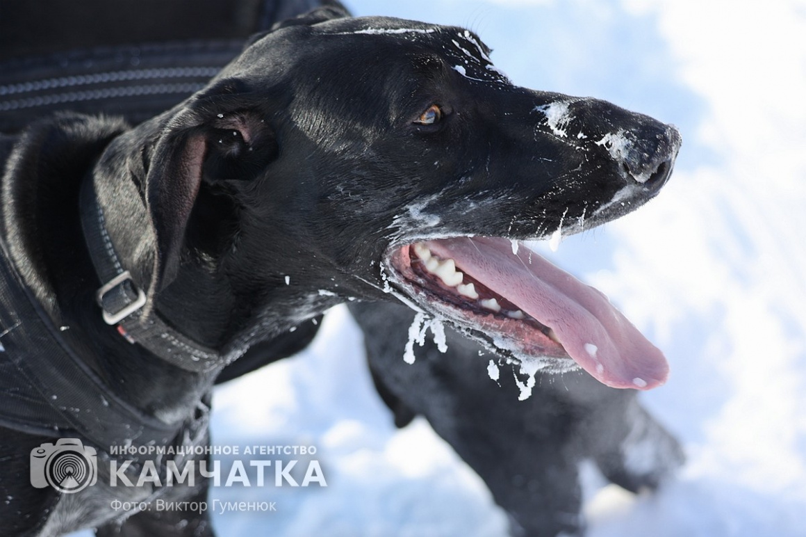 Гонка на собачьих упряжках «Хальч Тхсаном». Фоторепортаж  . Фото: Виктор Гуменюк. Фотография 56