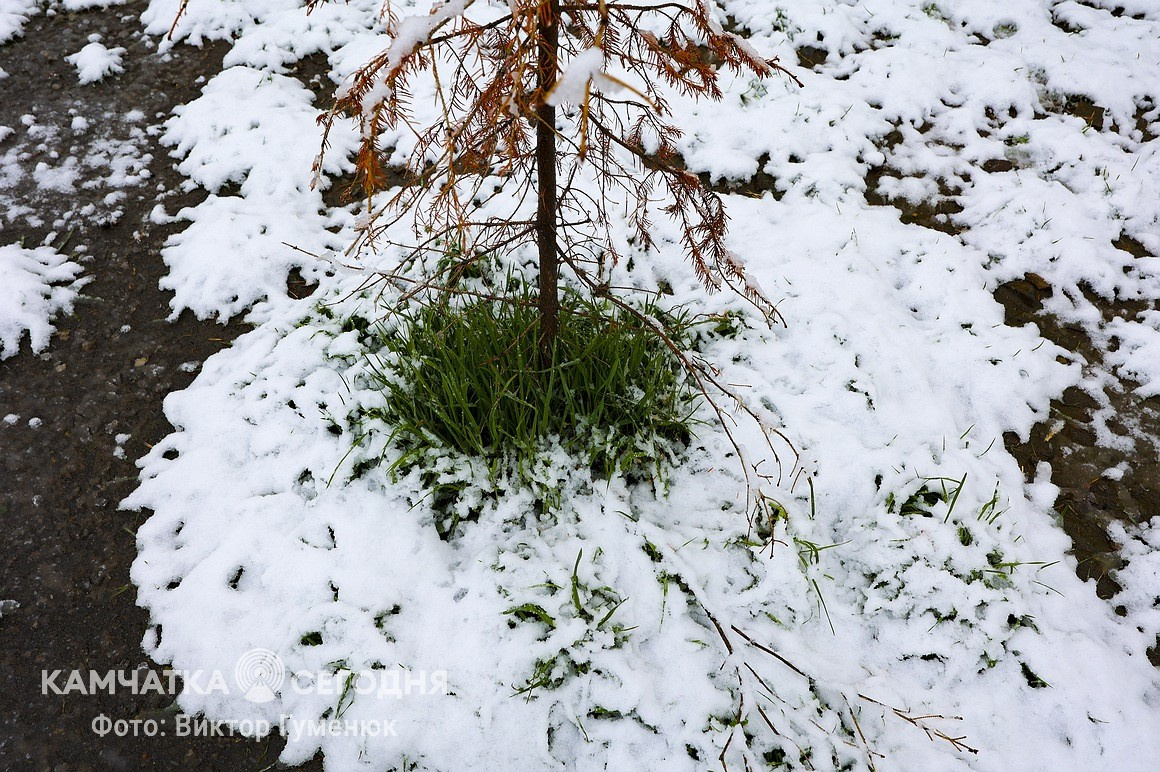 Снежный май на Камчатке. Фоторепортаж. Фото: Виктор Гуменюк. Фотография 12