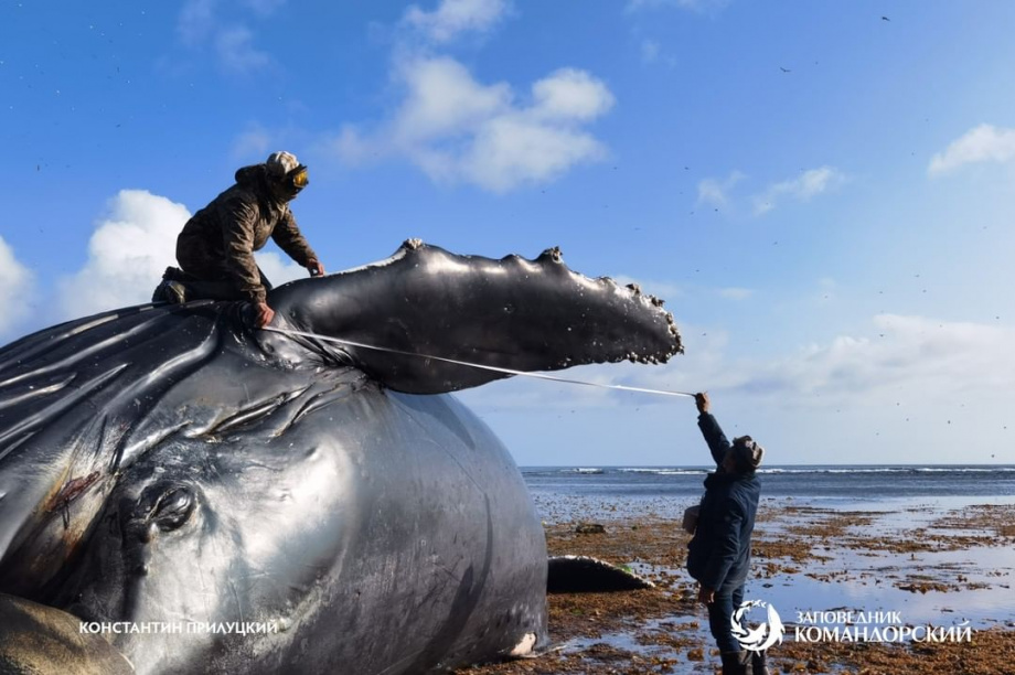 Горбатого кита длиной 13 метров нашли на острове Беринга. Фото: instagram.com/commanderislands. Фотография 5
