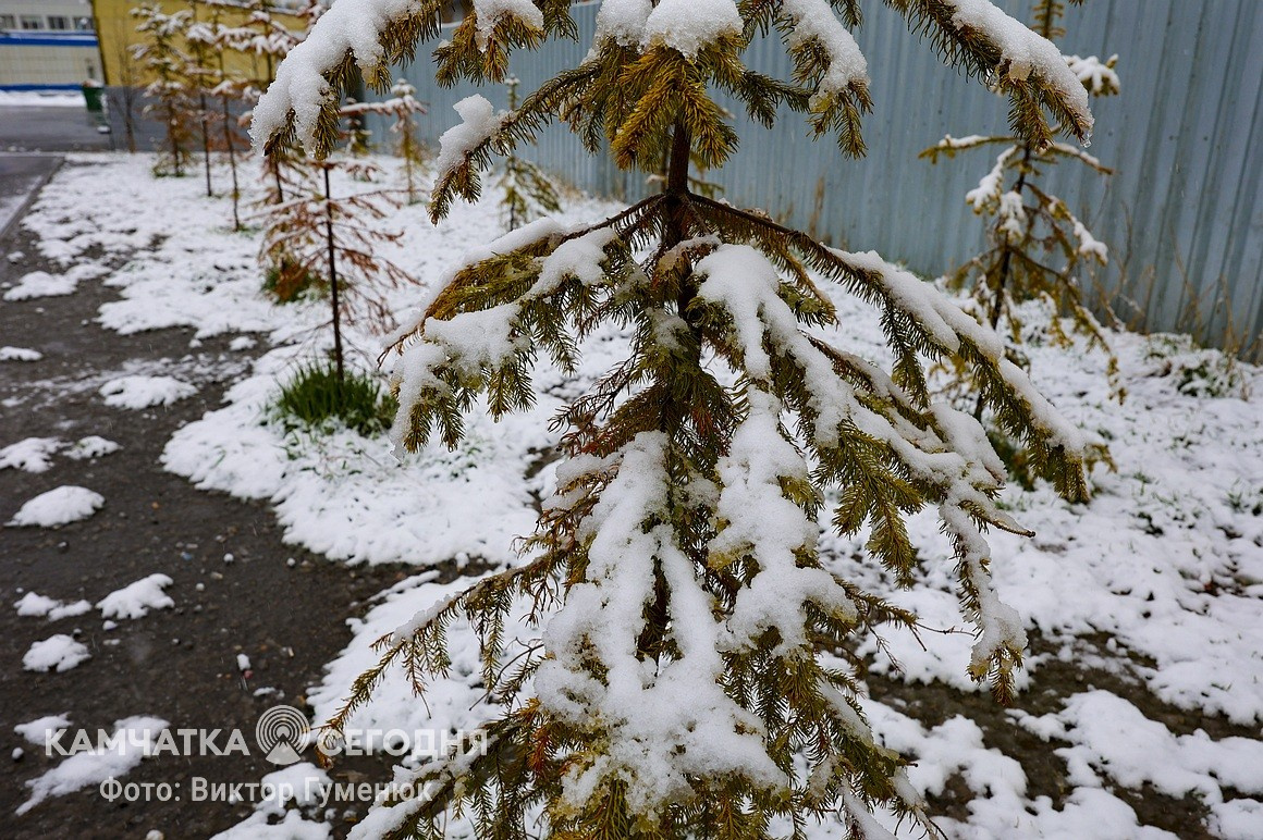 Снежный май на Камчатке. Фоторепортаж. Фото: Виктор Гуменюк. Фотография 11