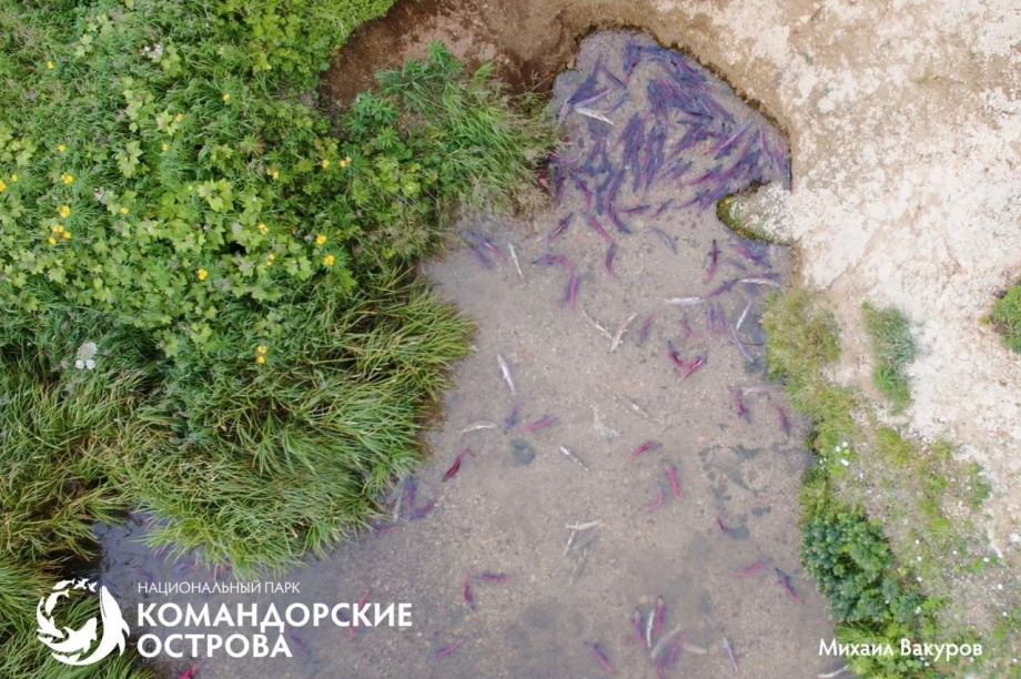 На Командорах стартовал нерест нерки. Нацпарк "Командорский острова". Фотография 1