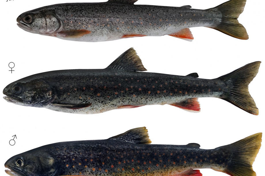 Живую популяцию древнего гольца ученые Камчатки нашли в ледниковом озере. Фото: сеть природных парков "Вулканы Камчтки". Фотография 1