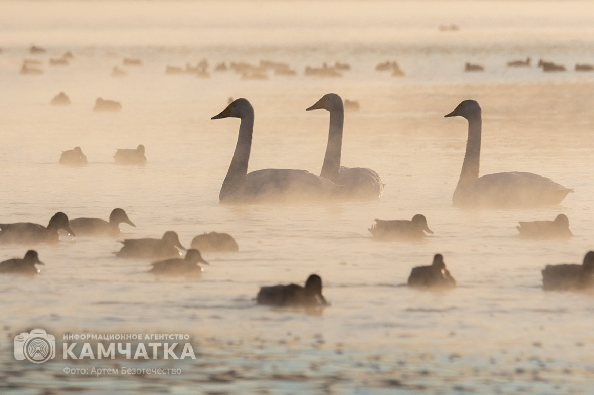 Зимовка лебедей на Камчатке. Фоторепортаж. фото: Артем Безотечество. Фотография 14