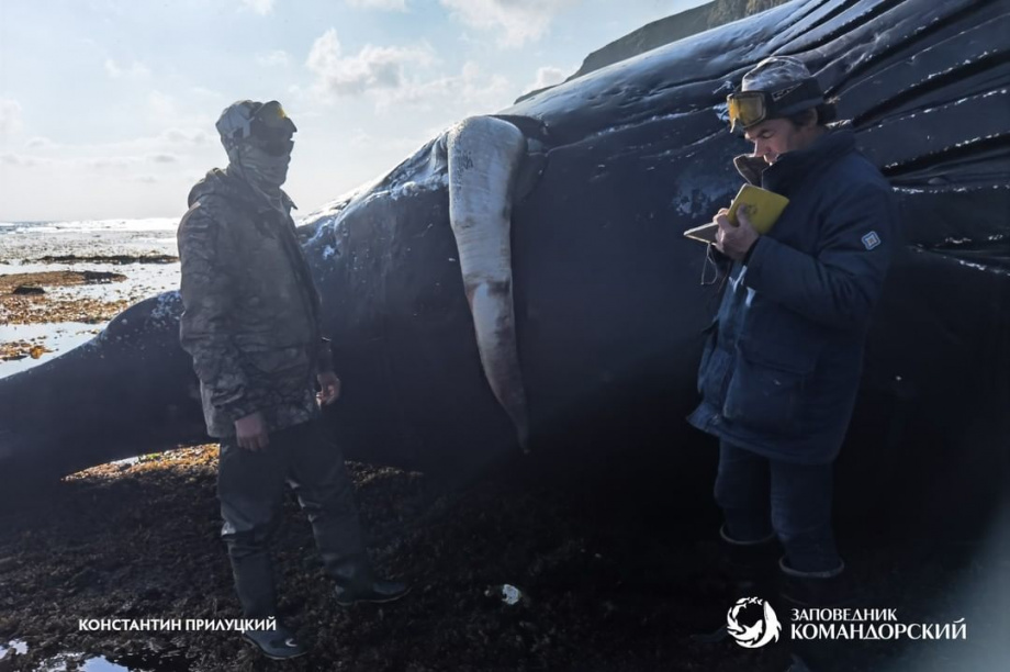 Горбатого кита длиной 13 метров нашли на острове Беринга. Фото: instagram.com/commanderislands. Фотография 7