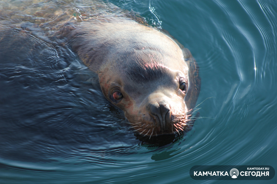 Службу спасения морских млекопитающих создадут на Камчатке. Фото: Виктор Гуменюк