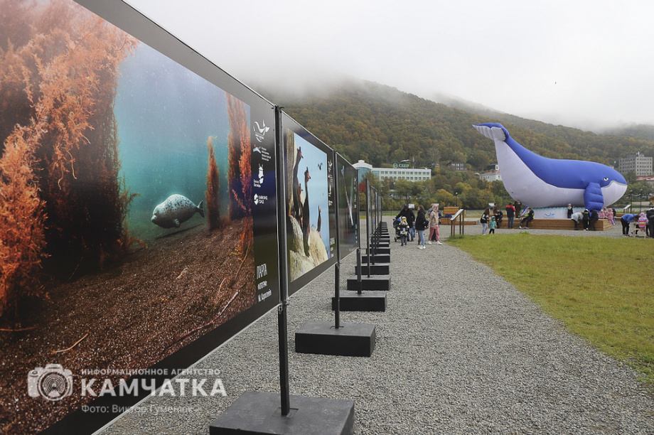 В Камчатском крае состоялся экологический фестиваль «Море жизни» (фоторепортаж). Фото: ИА «Камчатка»\Виктор Гуменюк. Фотография 32