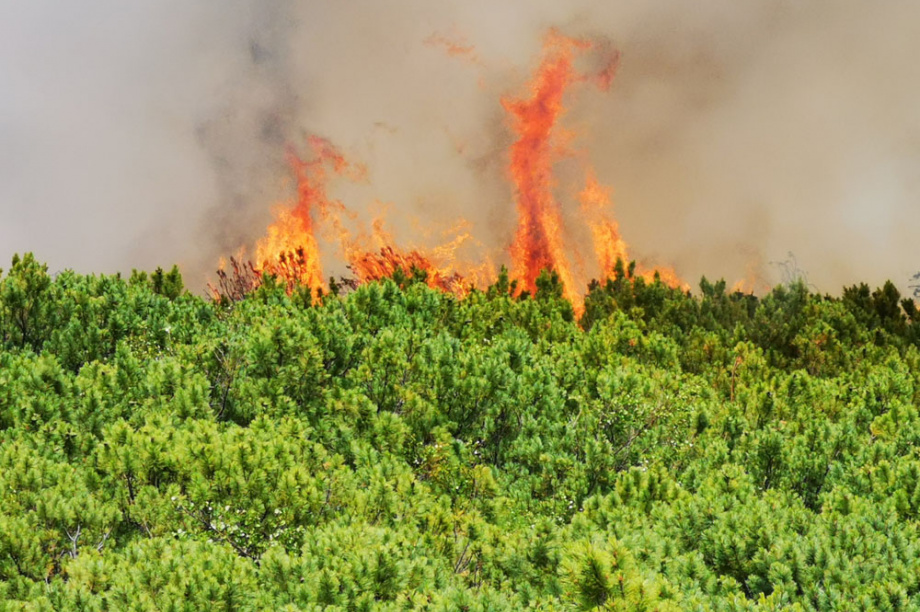 В Корякском заповеднике горели 32 тысячи гектаров леса. Фото: Максим Запорожец. Фотография 10