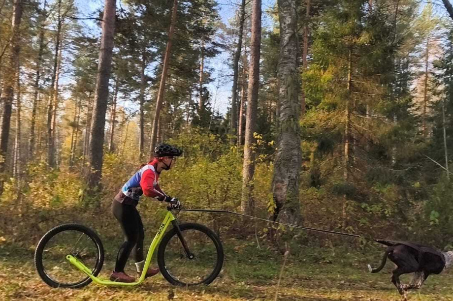 Камчатские «ездовики»  взяли медали на Чемпионате и Первенстве России. Фото: ТГ-канал Министерства спорта Камчатского края. Фотография 2