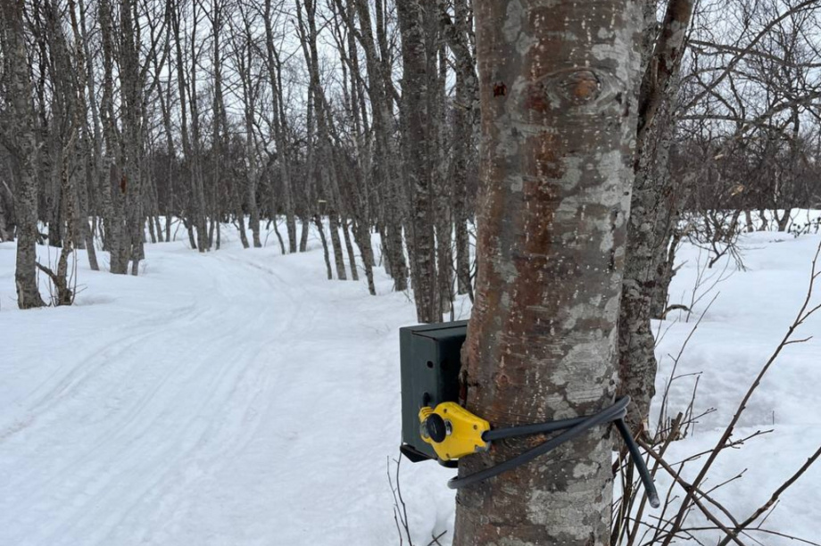 Краснокнижных оленей на Камчатке будут караулить с помощью фотоловушек. Фото: Макар Бердичевский, Игорь Шпиленок. Фотография 2