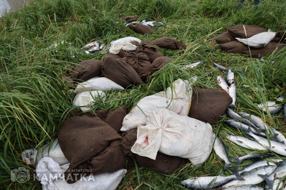 Браконьера с уловом почти на 1 миллион рублей задержали на Камчатке. Фото: Виктор Гуменюк. Фотография 3