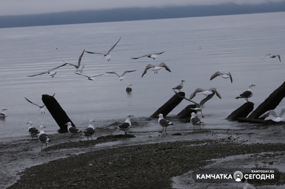 КамчатНИРО: колюшка в Култучном озере погибла из-за строительного мусора. Фото: Виктор Гуменюк / информационное агентство "Камчатка". Фотография 4