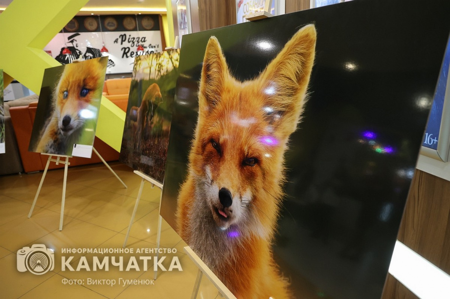 Камчатских лисиц показали в кино. Фото: Виктор Гуменюк. Фотография 3