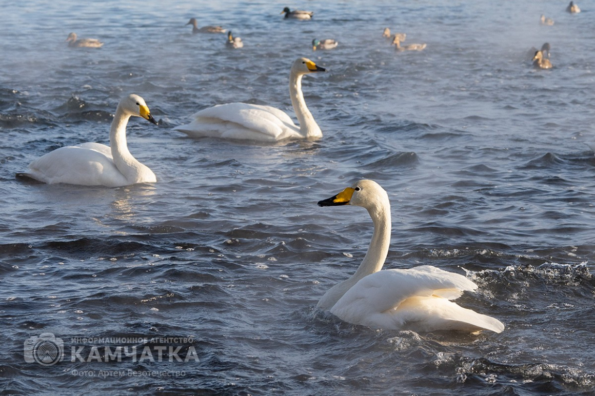 Зимовка лебедей на Камчатке. Фоторепортаж. фото: Артем Безотечество. Фотография 9