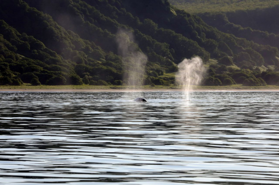 Самки серых китов похвастались своими детёнышами. . Фотография 4