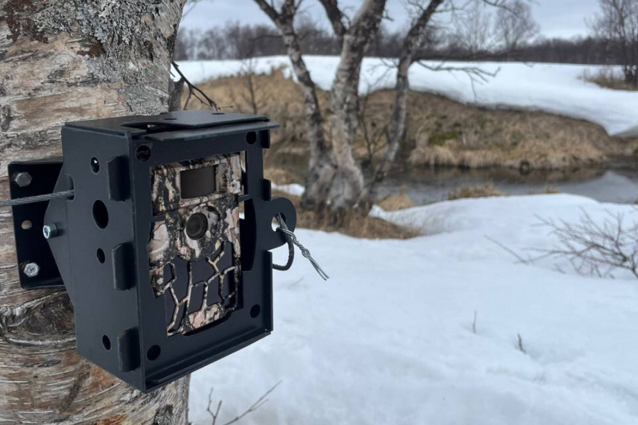 Краснокнижных оленей на Камчатке будут караулить с помощью фотоловушек. Фото: Макар Бердичевский, Игорь Шпиленок. Фотография 1