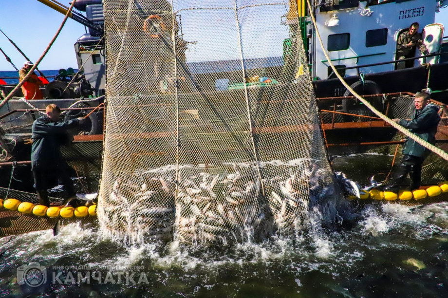 У берегов Камчатки рыбопромышленники освоили 3 % объёма возможного вылова. Фото: Виктор Гуменюк