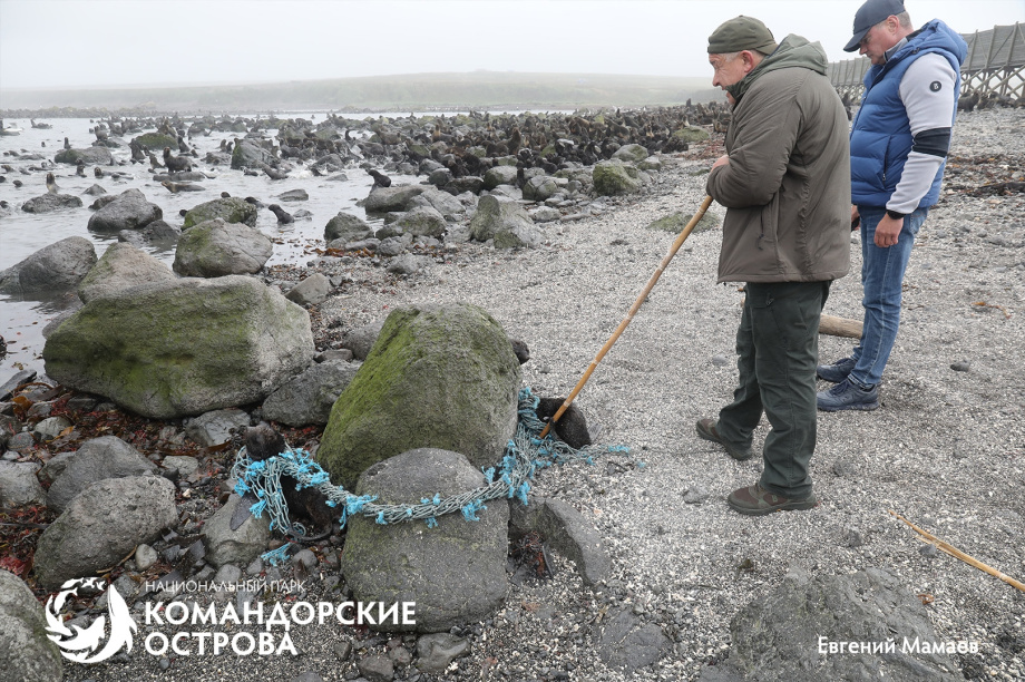 На Командорах гости помогли спасти трёх щенков морского котика из сетей. . Фотография 3