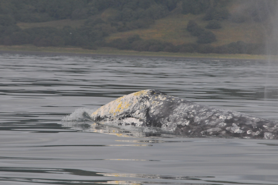 В разных частях Тихого океана серые киты питаются по-разному, хотя относятся к одному виду: учёные Кроноцкого заповедника. Фото: ИПЭЭ РАН им. А.Н. Северцова. Фотография 2