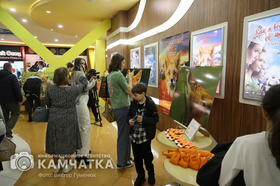 Камчатских лисиц показали в кино. Фото: Виктор Гуменюк. Фотография 2