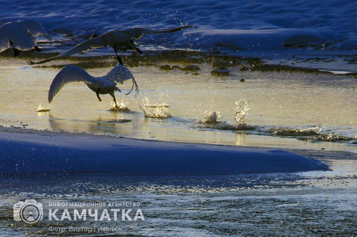 Лебеди на Камчатке. Фотоподборка. фото: Виктор Гуменюк. Фотография 3