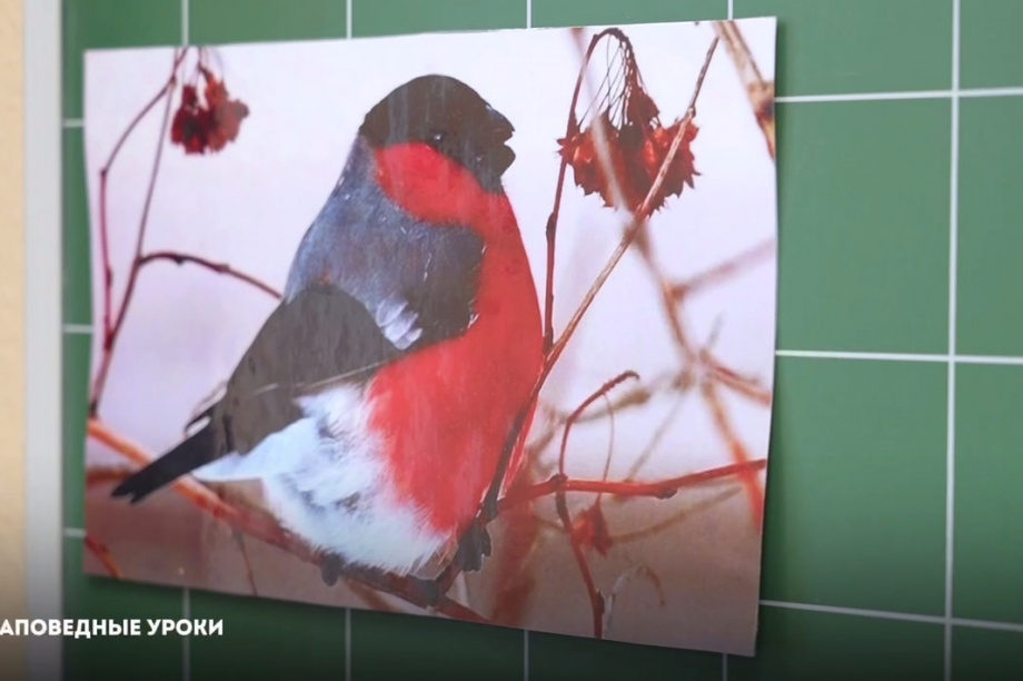 Школьникам рассказывают о заповедной природе Камчатки. Фото организаторов. Фотография 2