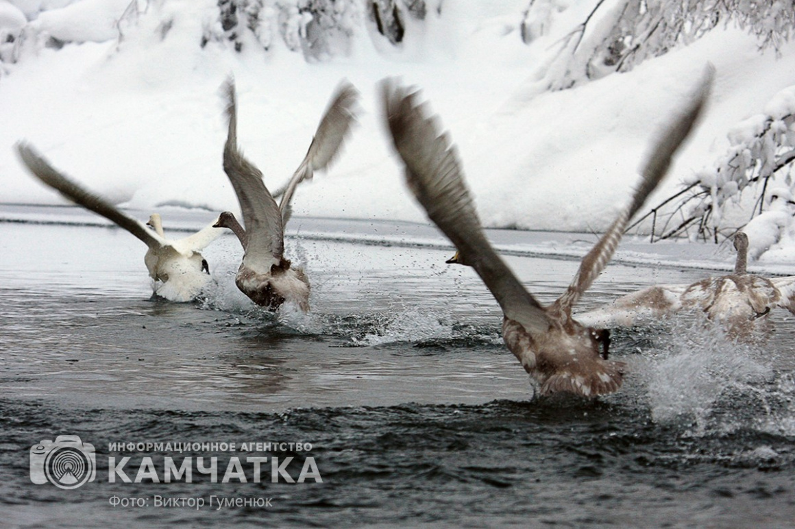 Лебеди на Камчатке. Фотоподборка. фото: Виктор Гуменюк. Фотография 7