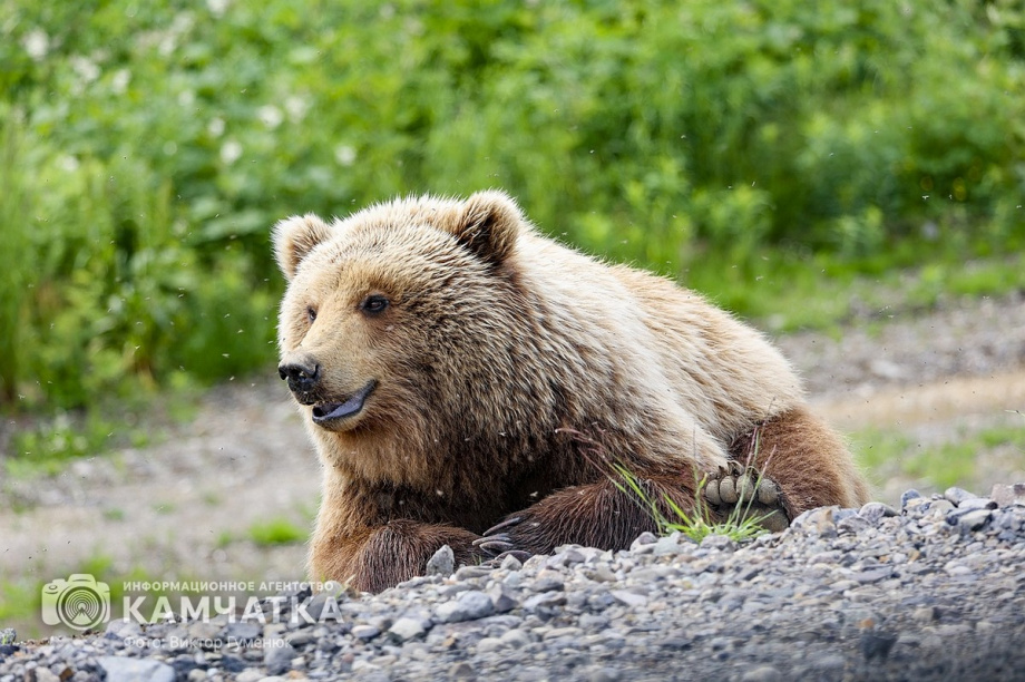 Жители камчатских лесов и сопок. Фотоподборка. фото: Виктор Гуменюк. Фотография 6