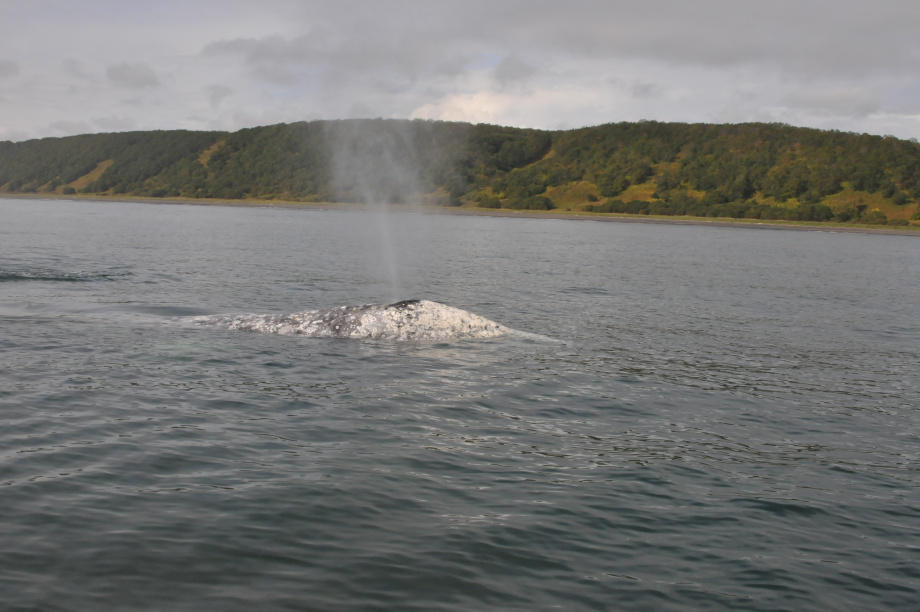 В разных частях Тихого океана серые киты питаются по-разному, хотя относятся к одному виду: учёные Кроноцкого заповедника. Фото: ИПЭЭ РАН им. А.Н. Северцова. Фотография 8