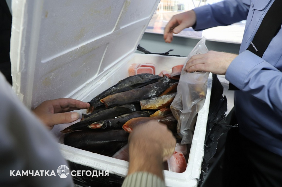 Эксперимент по ограничению провоза икры стартовал на Камчатке. Фоторепортаж. Фото: Виктор Гуменюк\ИА "Камчатка". Фотография 16
