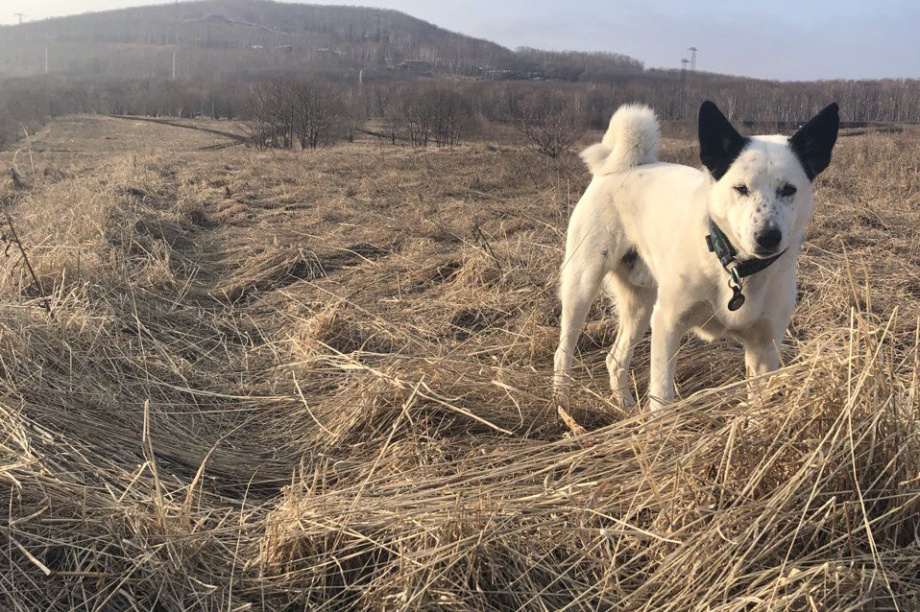 На Камчатке обнаружили гектары брошенных сельхозугодий. 