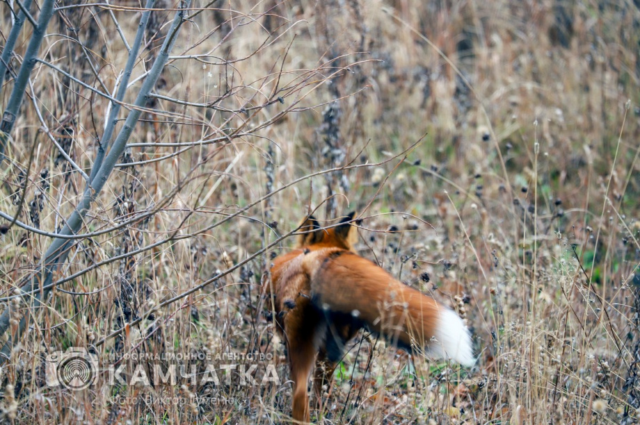 Камчатские учёные посчитали зверей в Кроноцком заповеднике. Фото: Виктор Гуменюк