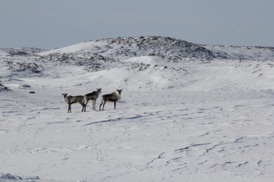 Северные олени Камчатки уходят в горы на зимние пастбища. Фото: Константин Панов . Фотография 4