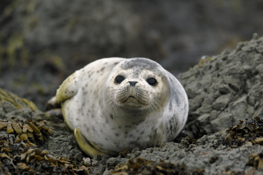 Учёные зафиксировали рост рождаемости у камчатских сивучей. Фото: пресс-служба Кроноцкого заповедника (Артюхин Ю.; Бурканов В.; Ким Н.). Фотография 6
