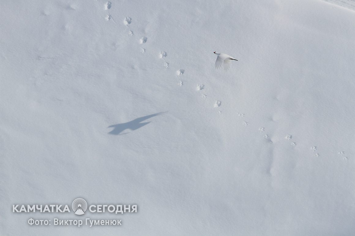 Всемирный день снега на Камчатке. фото: Виктор Гуменюк. Фотография 50