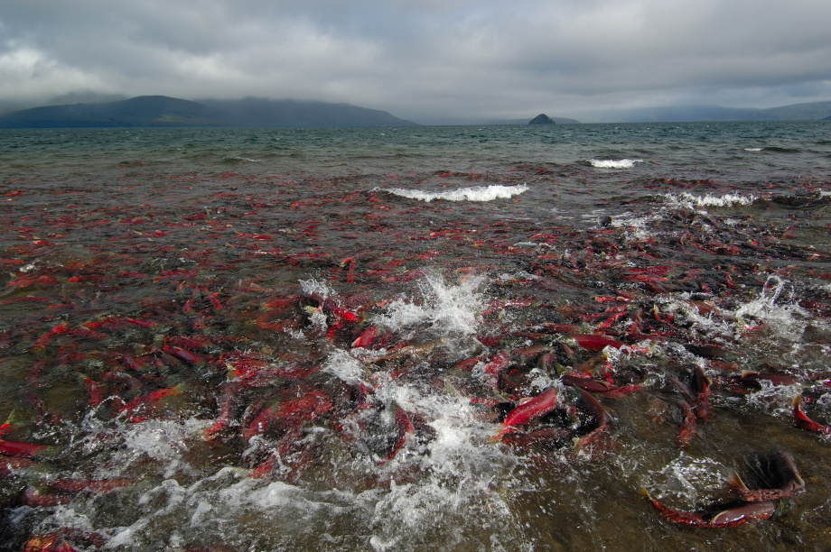 Заповедная Камчатка: 29 лет в списке ЮНЕСКО. Фото: Влада Антоньян, Сергей Краснощёков, Игорь Шпиленок, Евгения Волкова.. Фотография 7