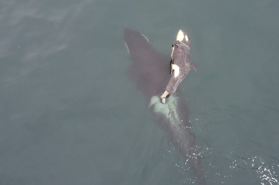 Операция по спасению косатки Фродо от пластиковой удавки приостановлена на Камчатке . Фото: Татьяна Ивкович, с сайта группы помощи морским животным «Друзья океана». Фотография 3
