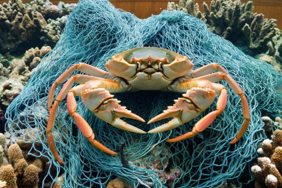 Почти 5 миллионов рублей - за неучтенного краба заплатит житель Камчатки. 