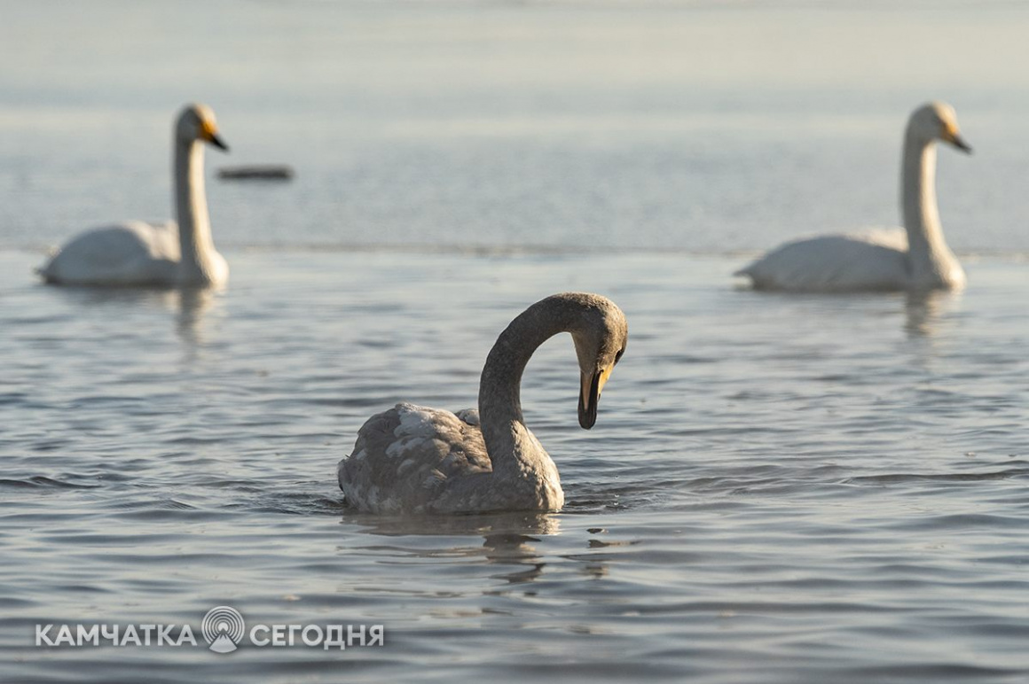 Лебеди-кликуны на Халактырском озере. Фоторепортаж . фото: Артем Безотечество. Фотография 9