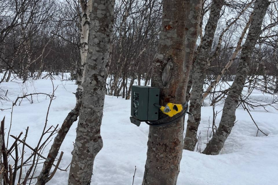 Краснокнижных оленей на Камчатке будут караулить с помощью фотоловушек. Фото: Макар Бердичевский, Игорь Шпиленок. Фотография 4