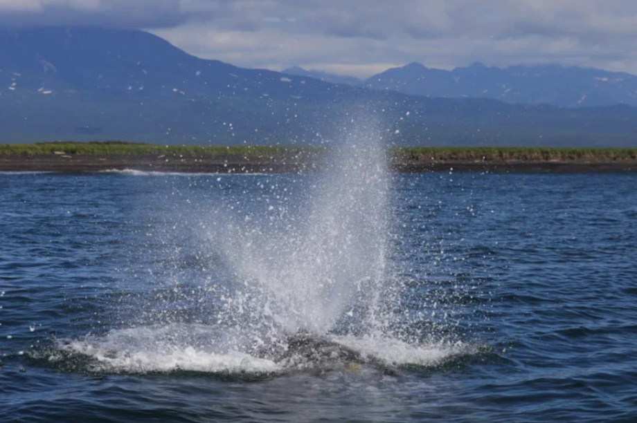 Киты и каланы продолжают наслаждаться жизнью в Кроноцком заливе. Фото: ФГБУ «Кроноцкий государственный заповедник» / Е. Волкова / Д. Балакирев. Фотография 5