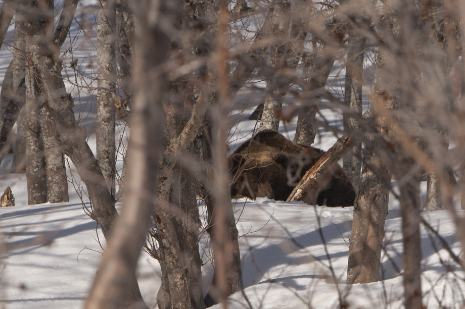 Медведь проснулся на Камчатке. фото: Кроноцкий заповедник. Фотография 1